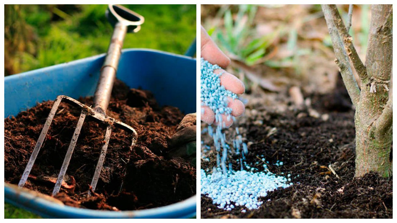 Садівники розповіли, чим краще підживити дорослі яблуні