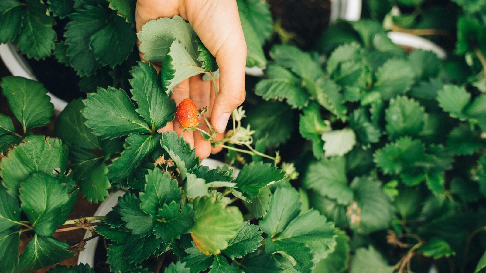Садівники нагадали, де геть не можна саджати полуницю Садівники нагадали, де геть не можна саджати полуницю