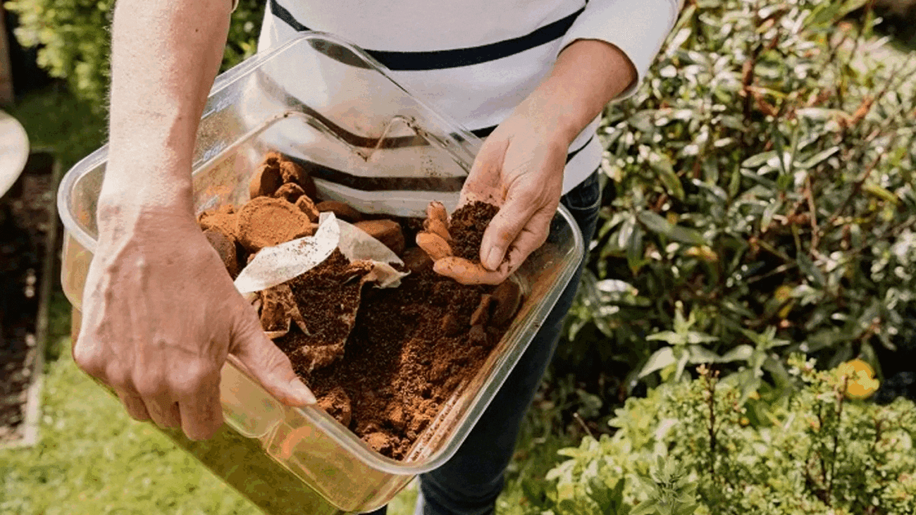 Садівники розповіли, коли кавова гуща корисна, а коли шкодить городу 