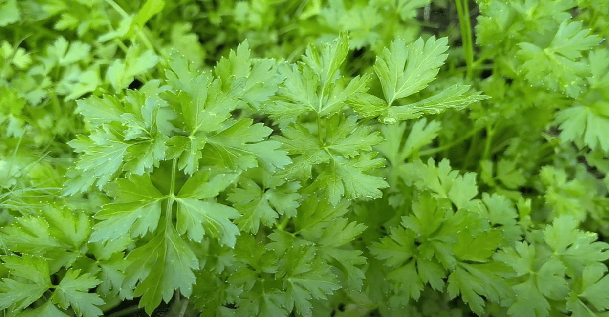 Городниця розповіла про найдешевший спосіб прискорення росту зелені