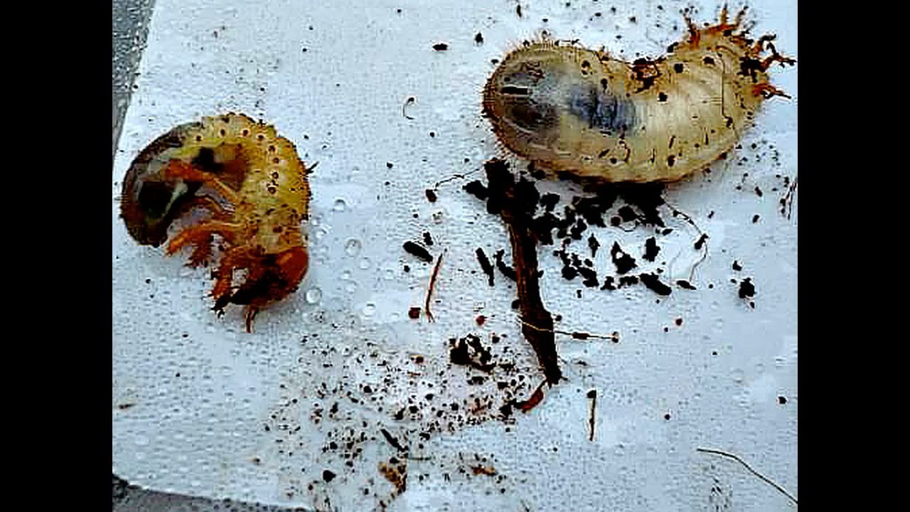 Експерти розповіли, як позбутися бронзівки у компості