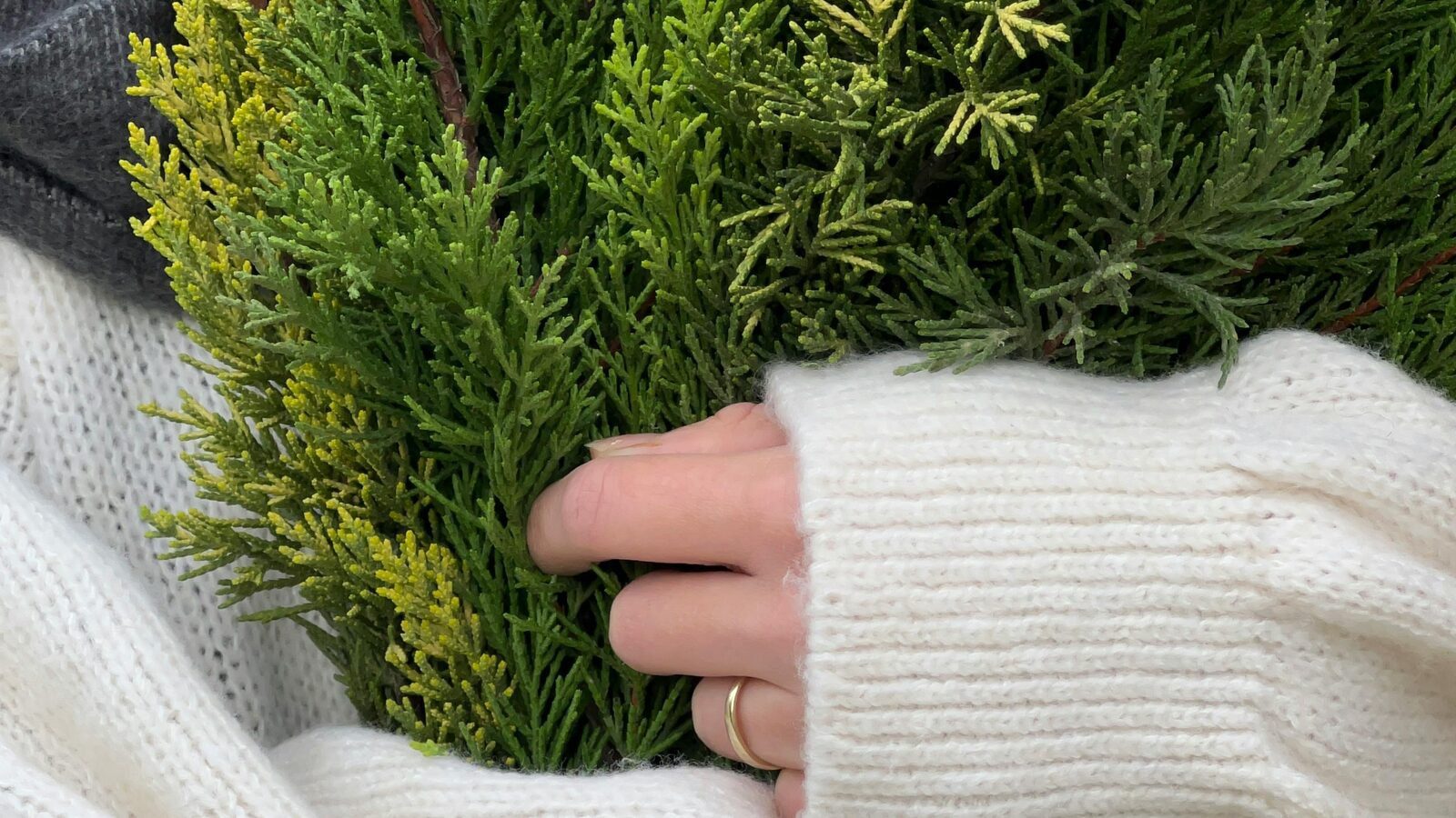 Садівники розповіли, як правильно підготувати туї до зими Садівники розповіли, як правильно підготувати туї до зими