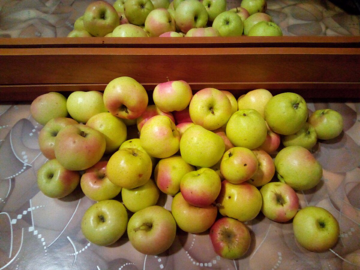 Експерти розповіли, про зимові сорти яблунь, які довго зберігаються