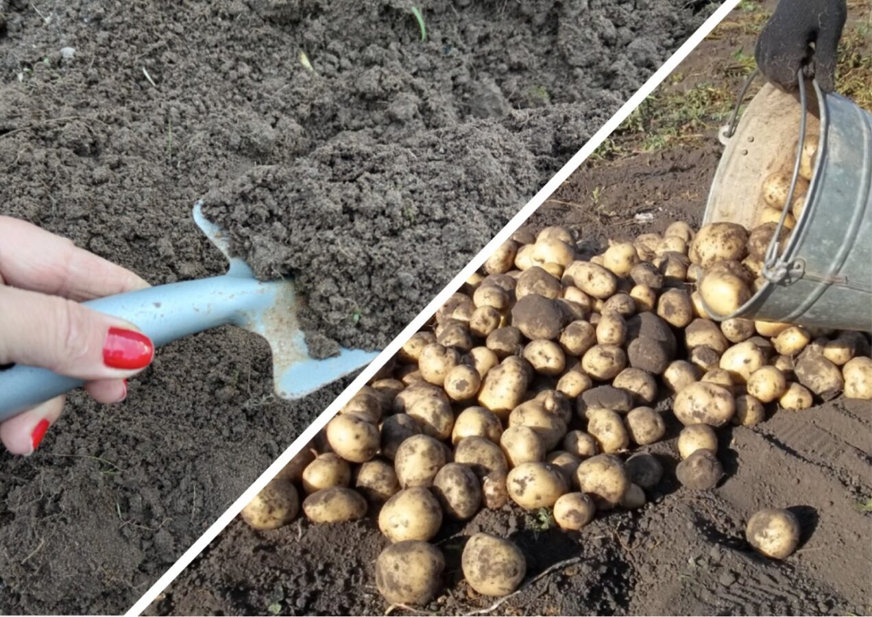 Городники розповіли, яка картопля не підходить для тривалого зберігання взимку