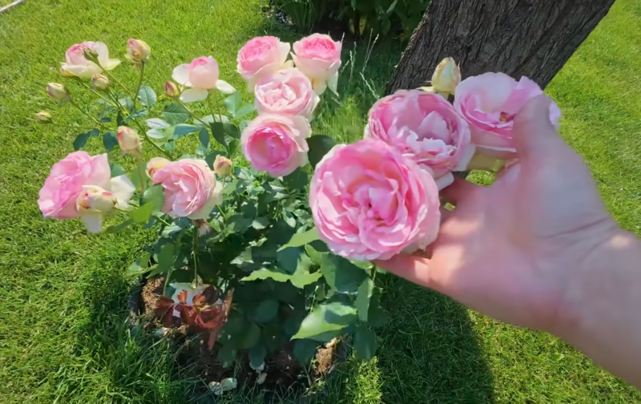 Експерти розповіли про цікаві ідеї для посадки квітів