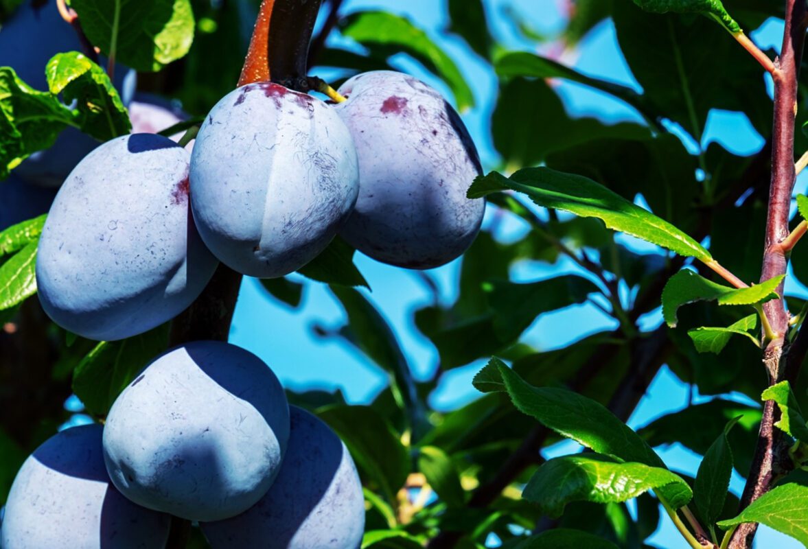 Садівники розповіли, чим підгодувати вишню та сливу, щоб подвоїти врожай