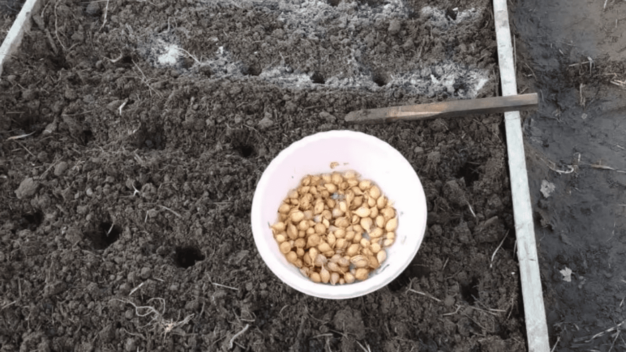 Городники розповіли, де не варто висаджувати озиму цибулю