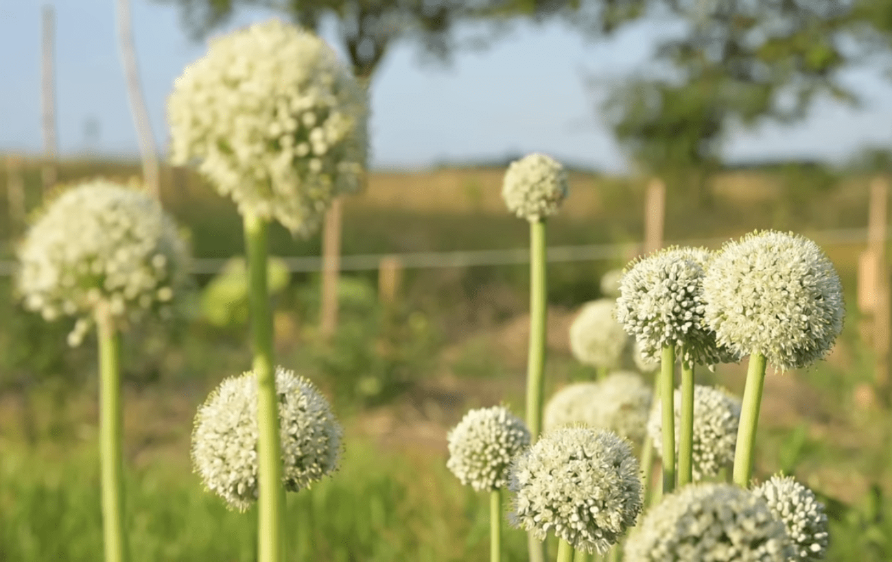 Городники розповіли, де не варто висаджувати озиму цибулю Городники розповіли, де не варто висаджувати озиму цибулю
