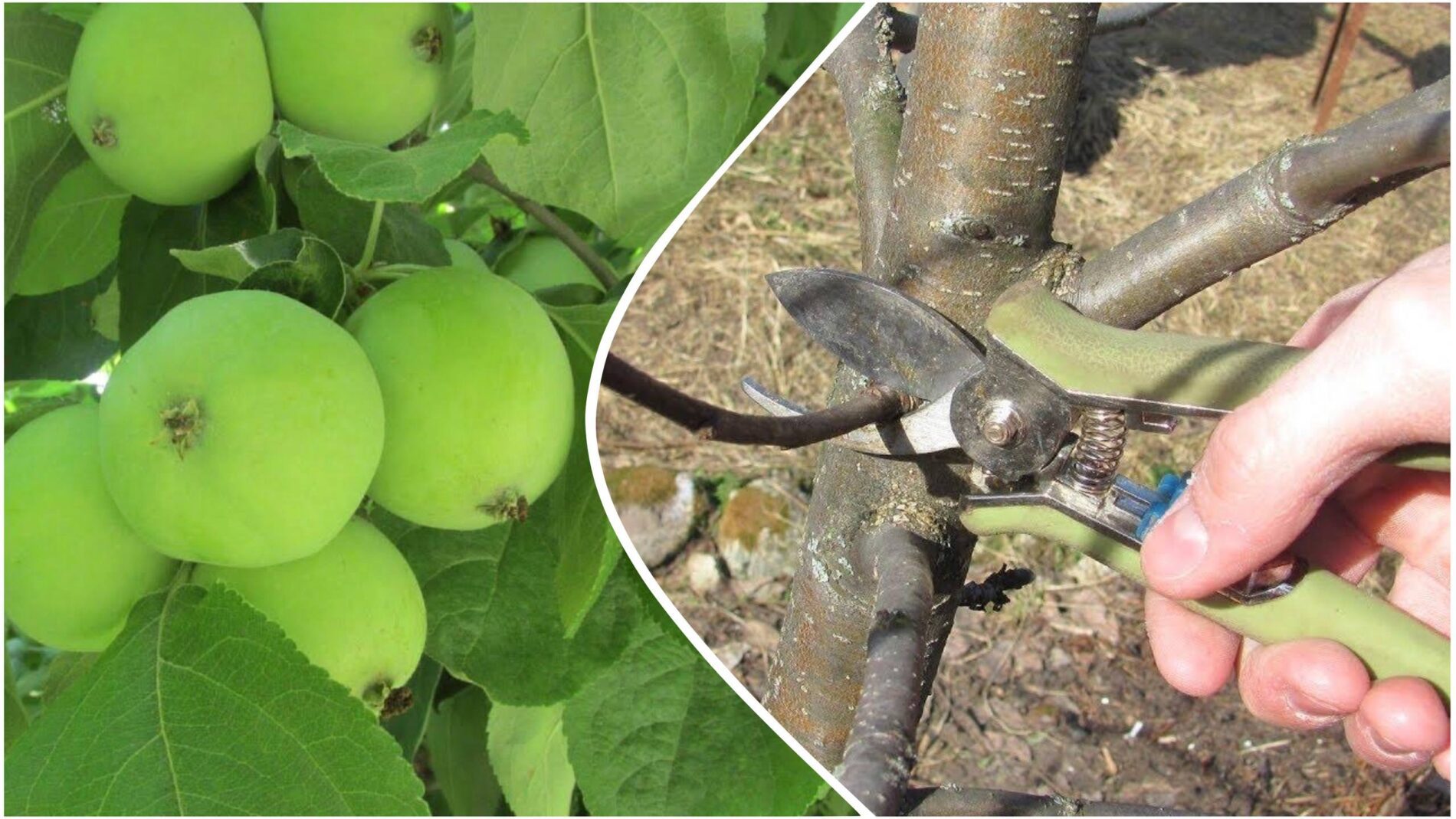 Садівники розповіли, коли і як правильно обрізати яблуню восени Садівники розповіли, коли і як правильно обрізати яблуню восени