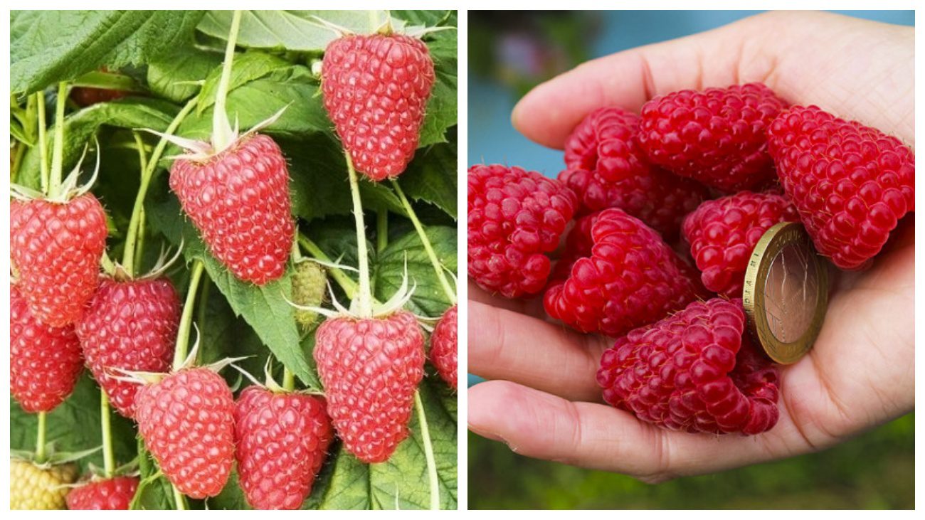 Садівники порадили найкращі сорти пізньої малини