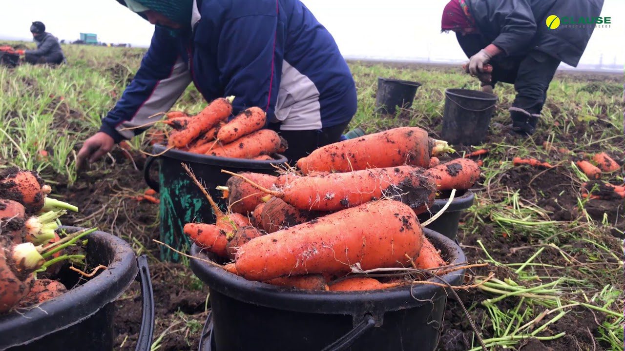 Городники назвали ідеальний період для викопування моркви