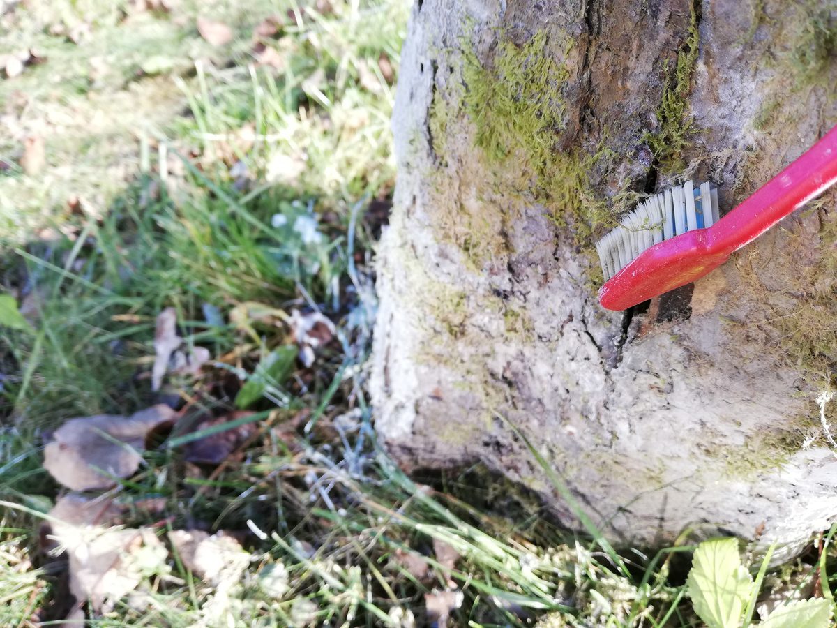 Садівники розповіли, як обробити фруктові дерева від моху й лишайника восени