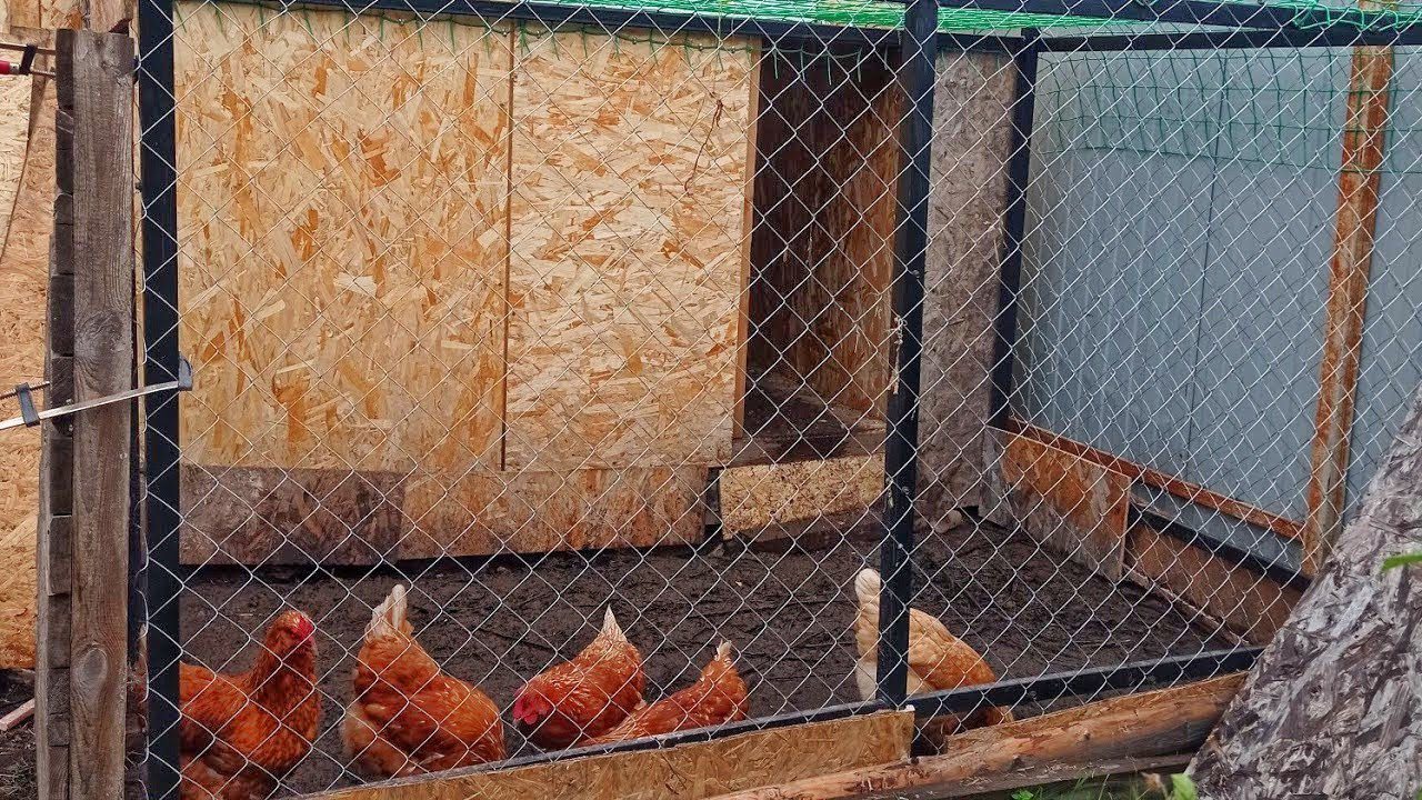 Господарі розповіли, як можна дуже бюджетно утеплити дух у курнику