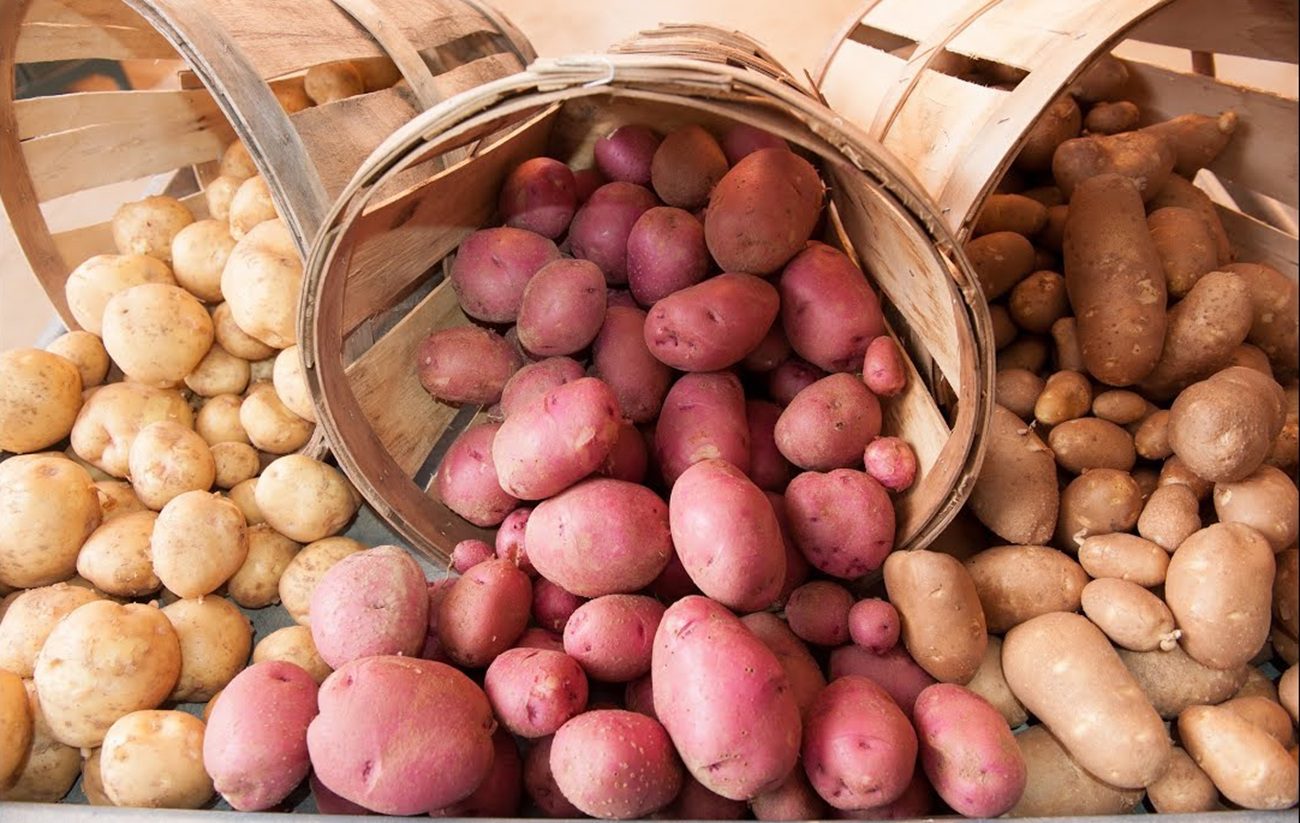 Агрономи назвали 3 сорти картоплі, які показали рекордну врожайність у 2025