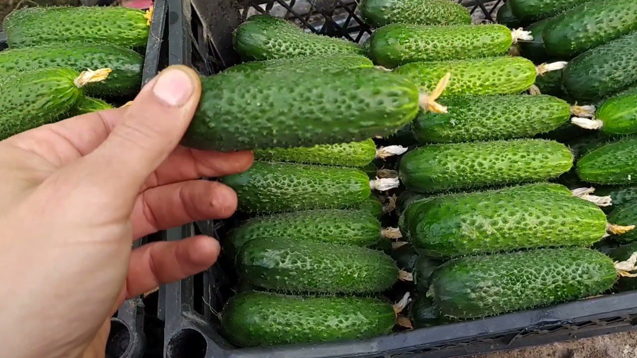 Ранньостиглі огірки сорту Арктика F1