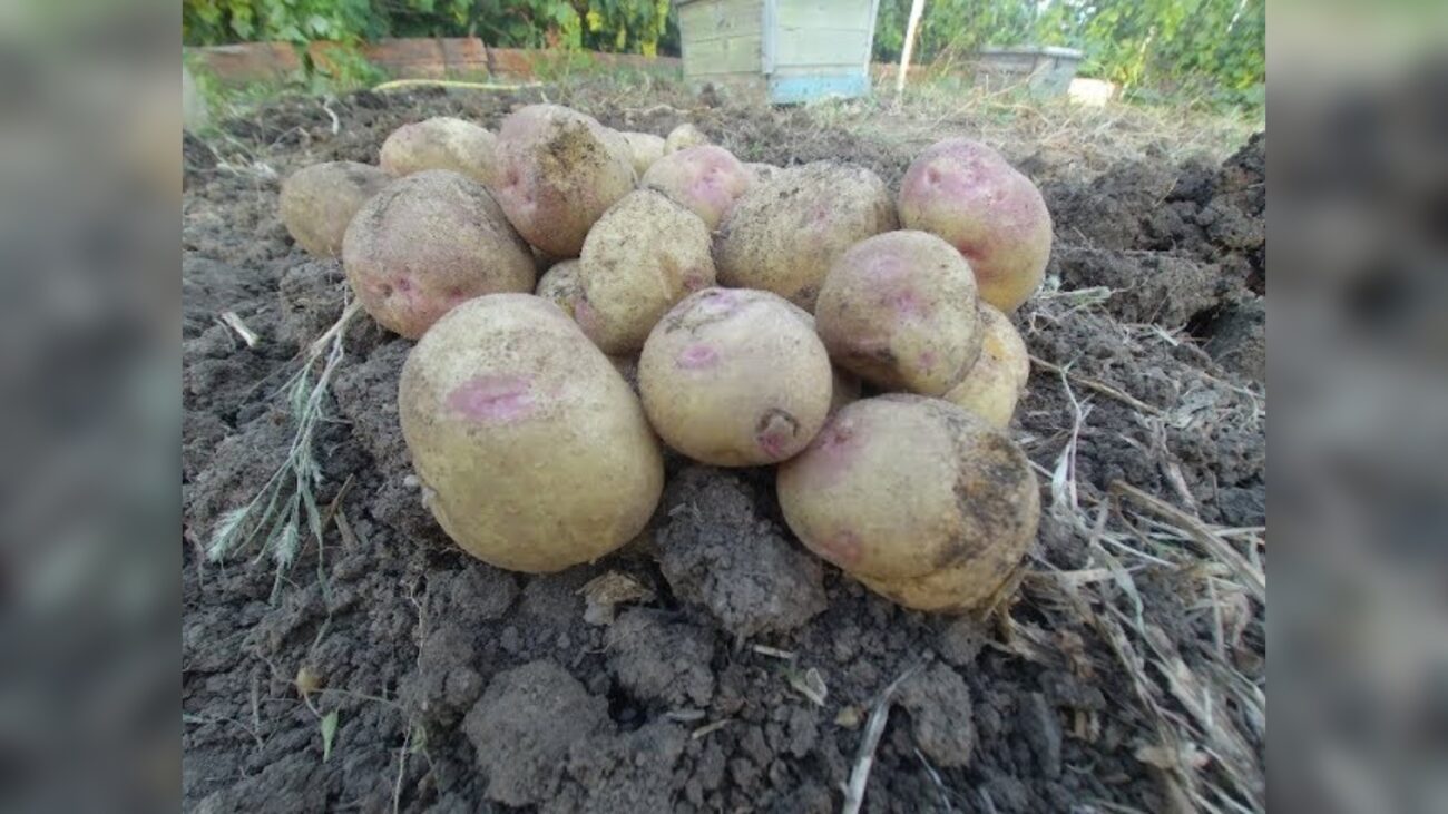 Городники розповіли, які сорти картоплі мають гарну лежкість і смак 