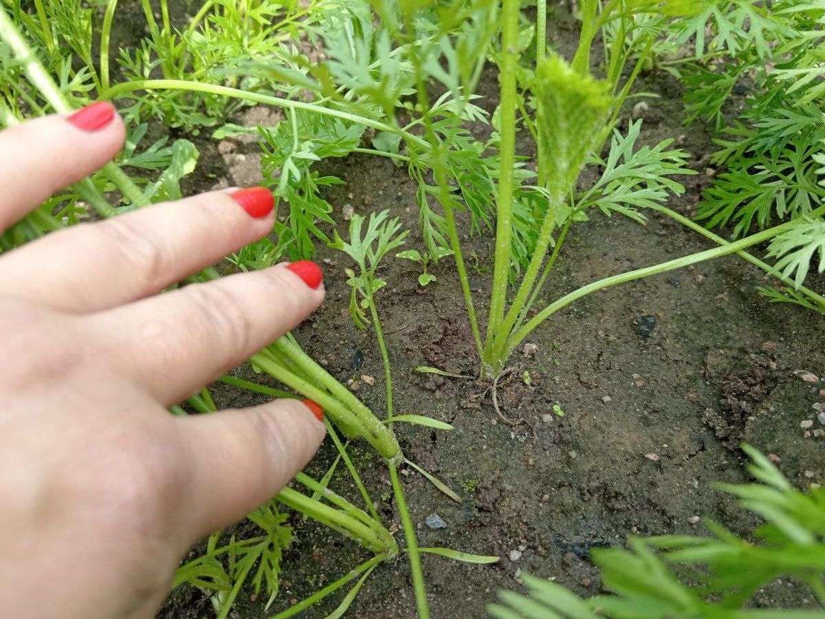 Городники розповіли, навіщо залишати моркву в ґрунті на зиму Городники розповіли, навіщо залишати моркву в ґрунті на зиму