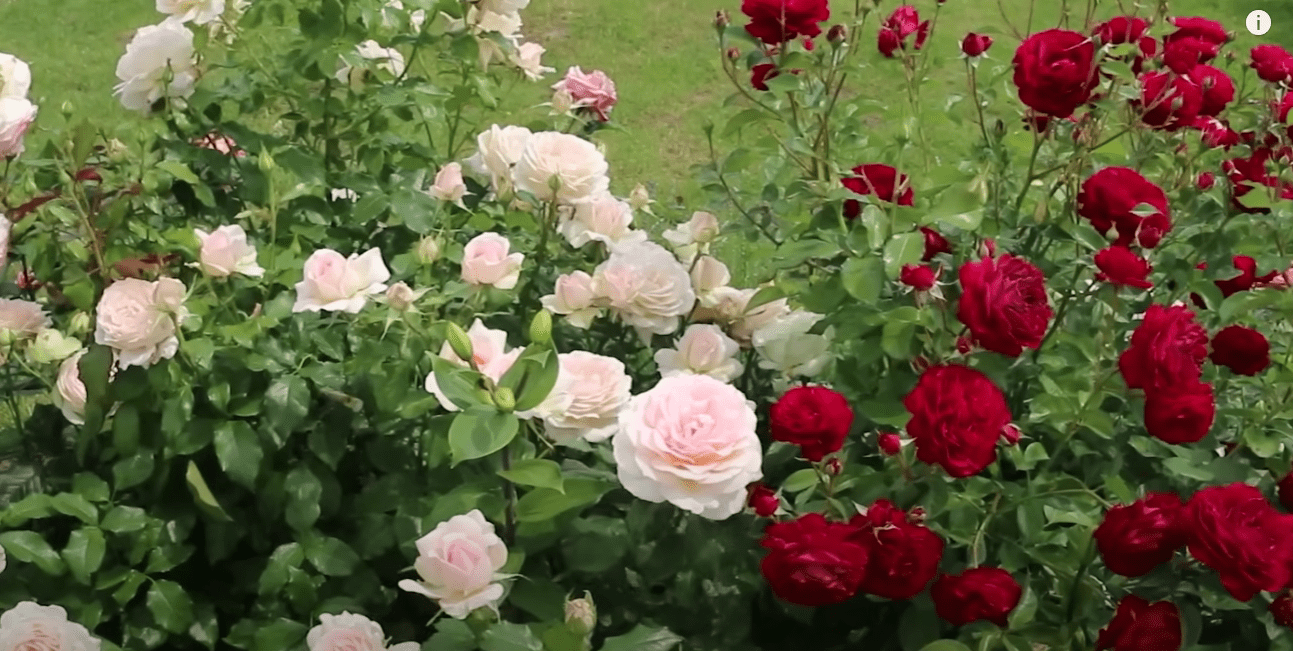 Садівники назвали найкращі сорти троянд з усіх часів: вищий знак якості