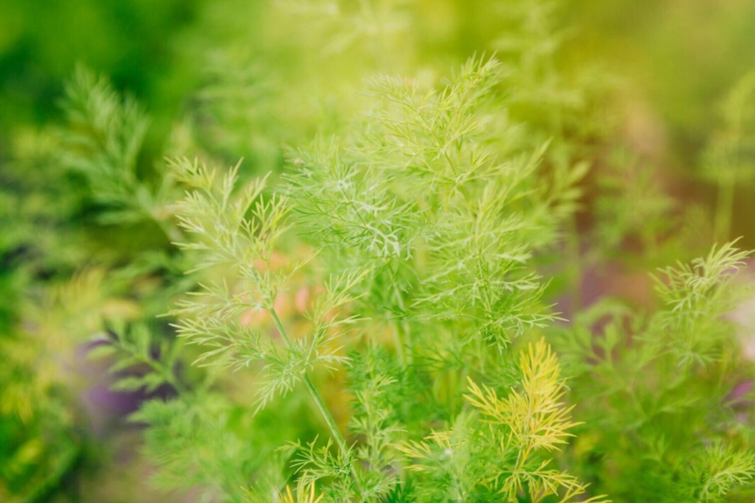 Агрономи розсекретили найкращий сорт кропу для посадки під зиму в 2025-му Агрономи розсекретили найкращий сорт кропу для посадки під зиму в 2025-му