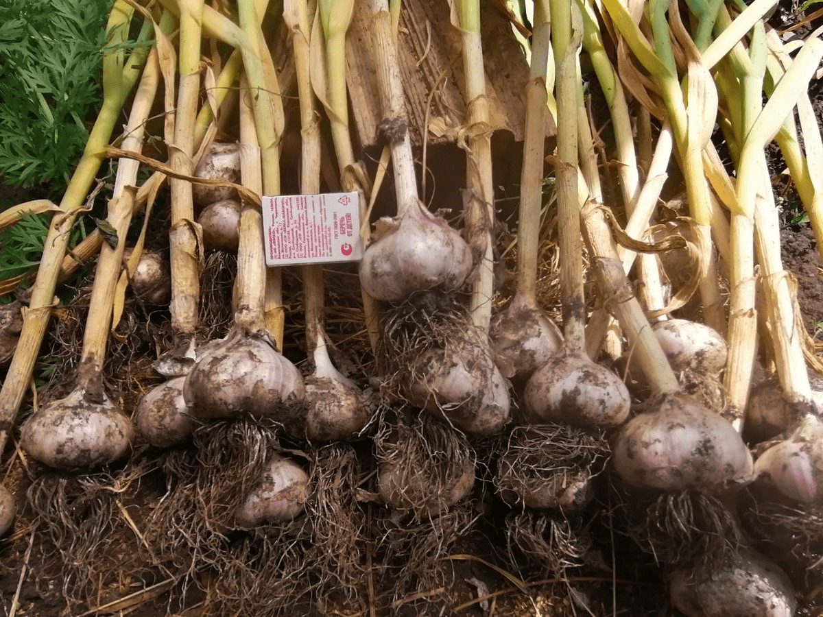 Городники розповіли, чим обробити часник після збору, щоб довго зберігався