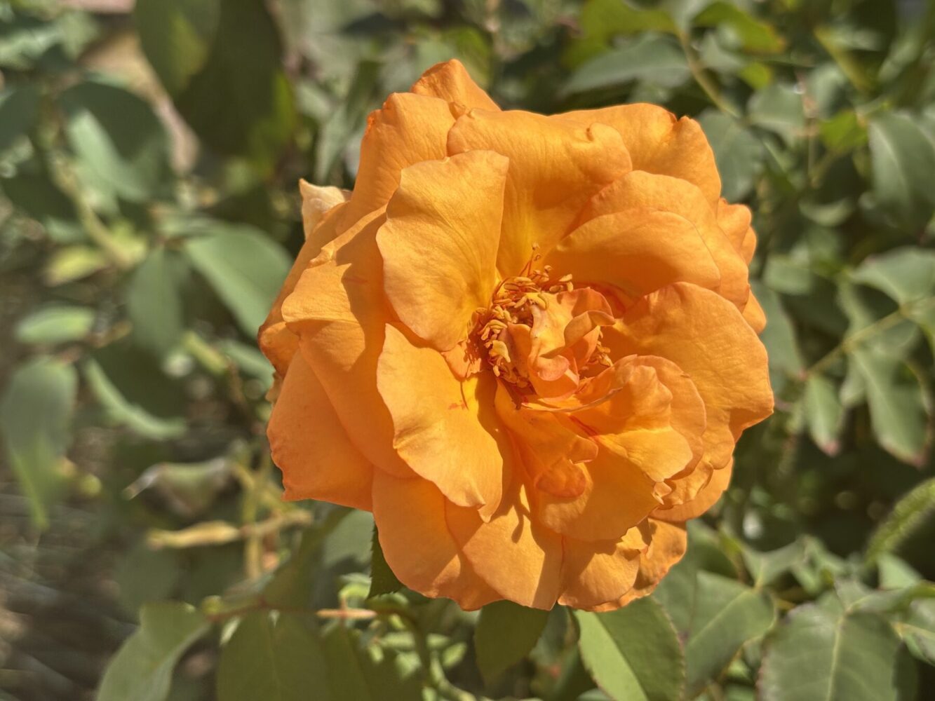 Садівник розповів, як правильно обробляти троянди мідним купоросом