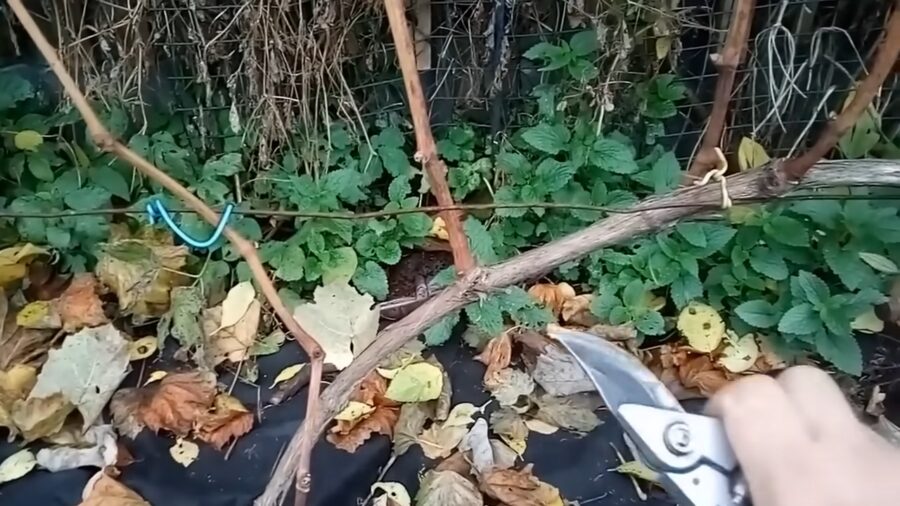 Садівники розповіли, як правильно обрізати виноград восени