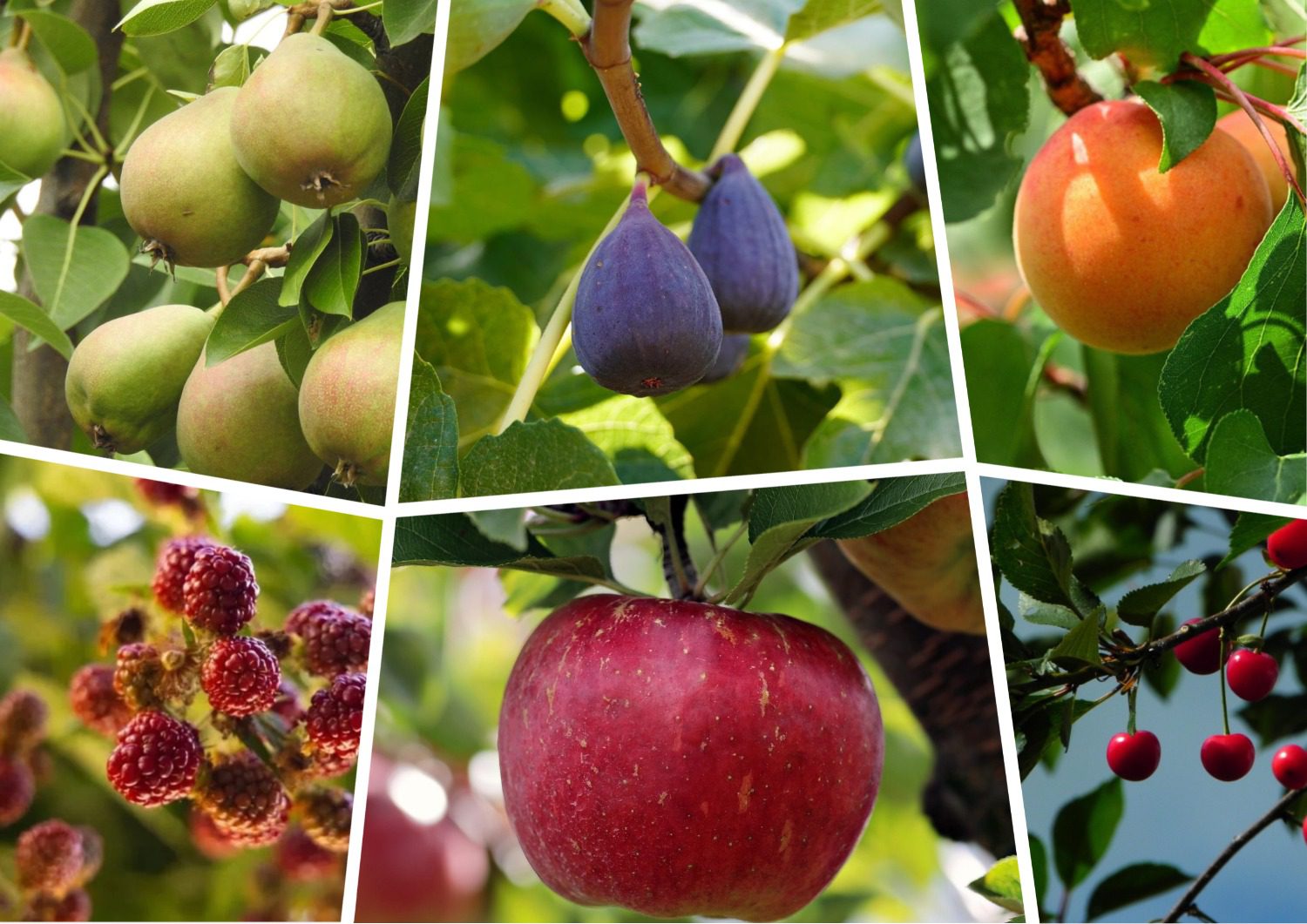 Експерти розповіли,  чи варто підживлювати плодові дерева кальцієвими добривами 