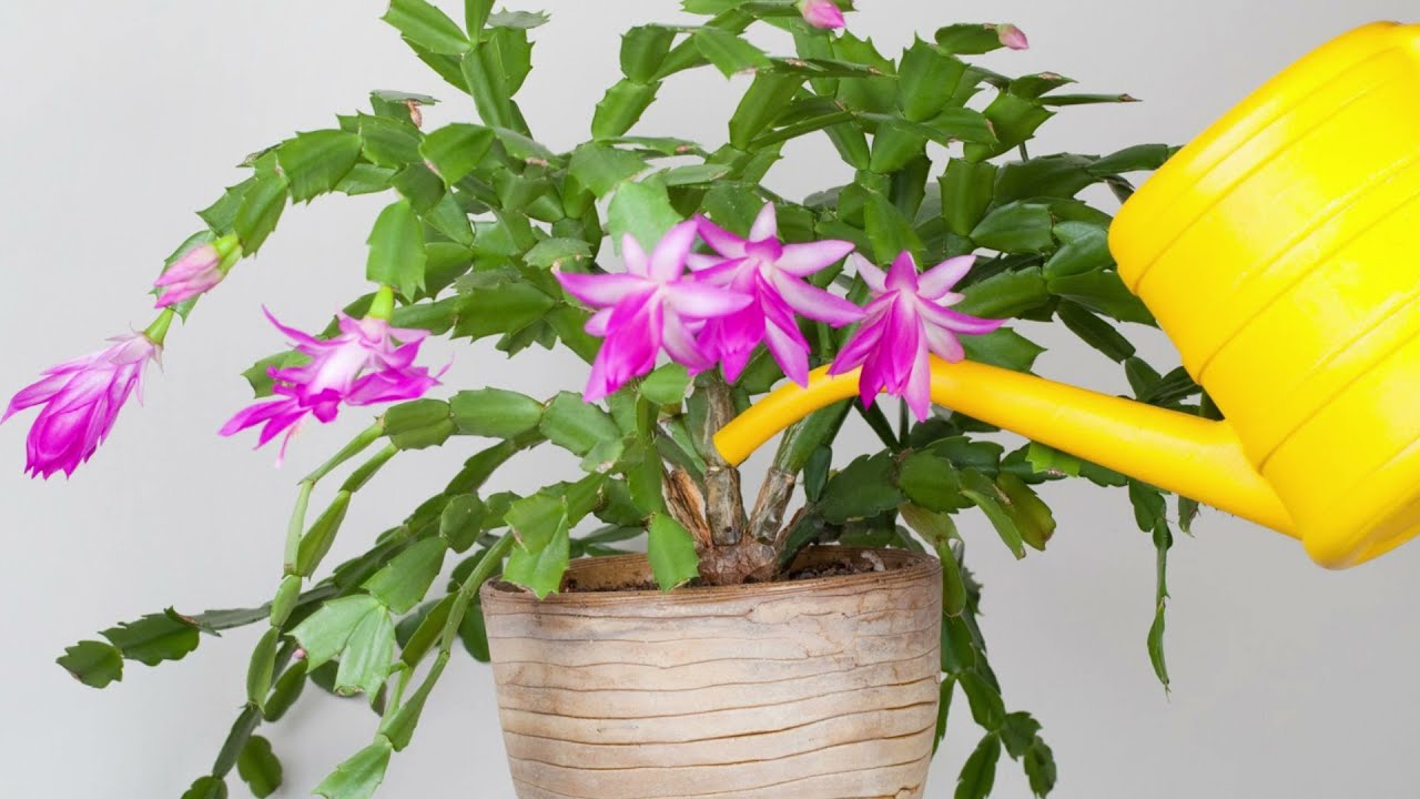 Експерти розповіли, чим підживити кімнатні квіти, щоб вони легко пережили холод Експерти розповіли, чим підживити кімнатні квіти, щоб вони легко пережили холод