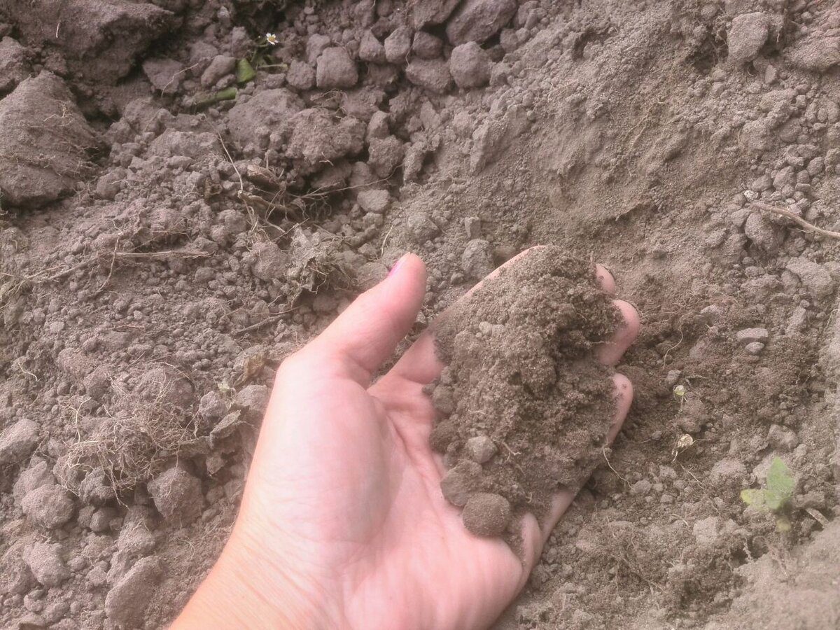 Городники розповіли, що збільшує родючість ґрунту краще за перегній  