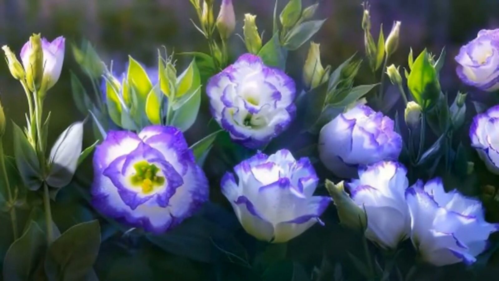 Садівники порадили чарівне добриво для еустом Садівники порадили чарівне добриво для еустом