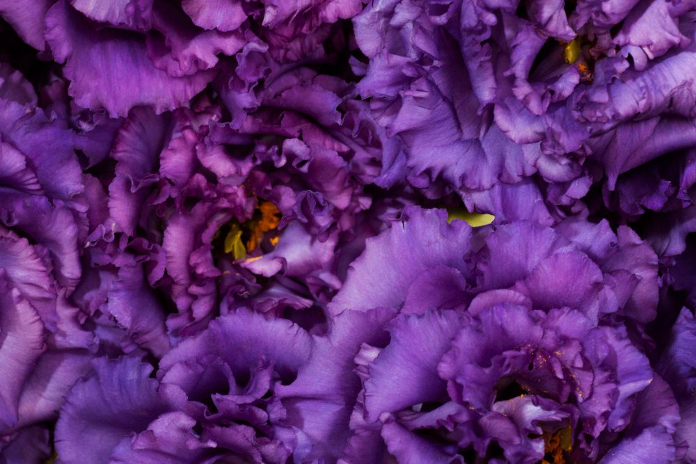 Садівники пояснили, як у своєму саду виростити здорові еустоми