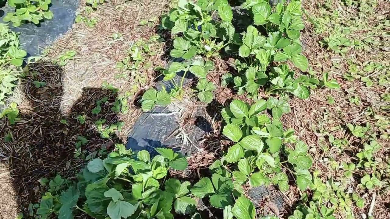 Городники розповіли, як потрібно обробляти полуницю у жовтні 