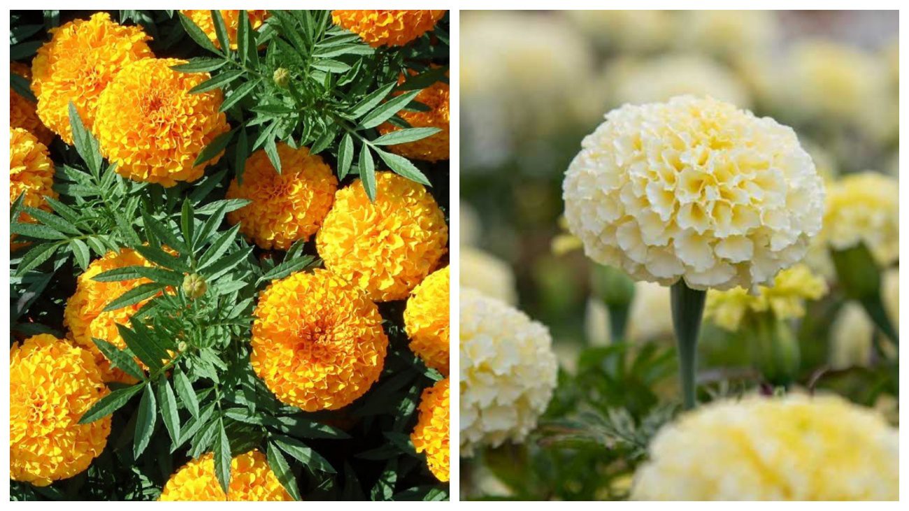 Експерт розповів, де посадити чорнобривці, щоб захистити город