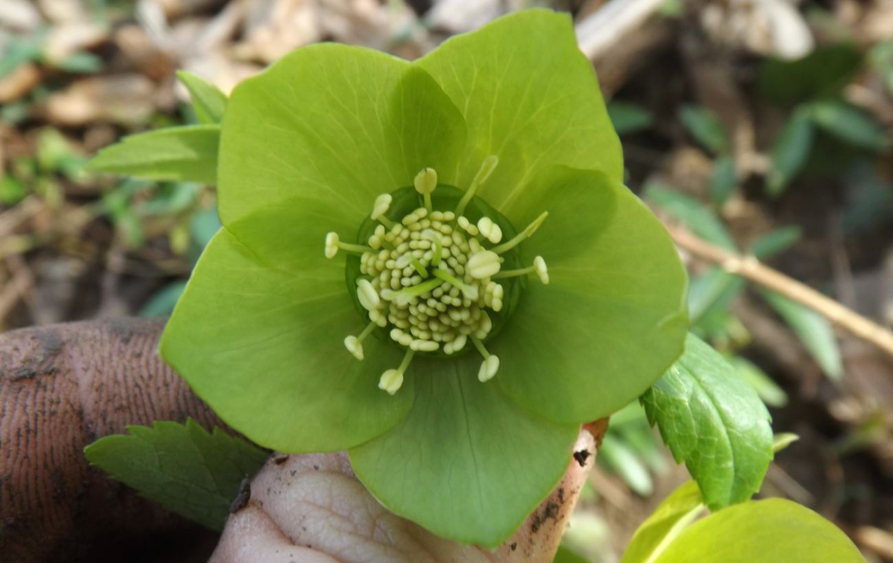 Рослина, яка зацвіте у квітні