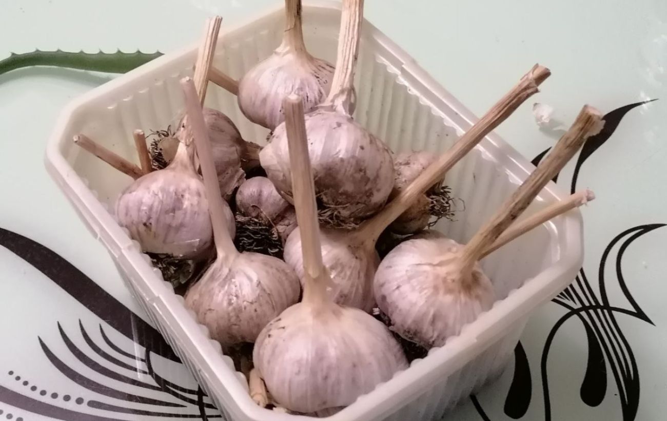 Як зберігати часник довго Як зберігати часник довго
