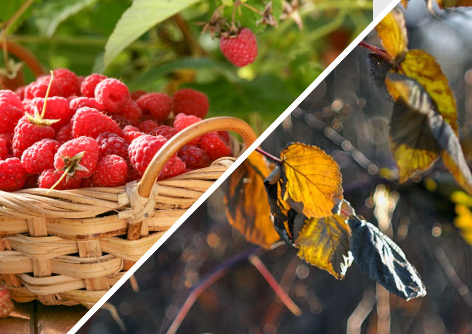 Садівники розповіли про важливість осінньої обрізки малини Садівники розповіли про важливість осінньої обрізки малини