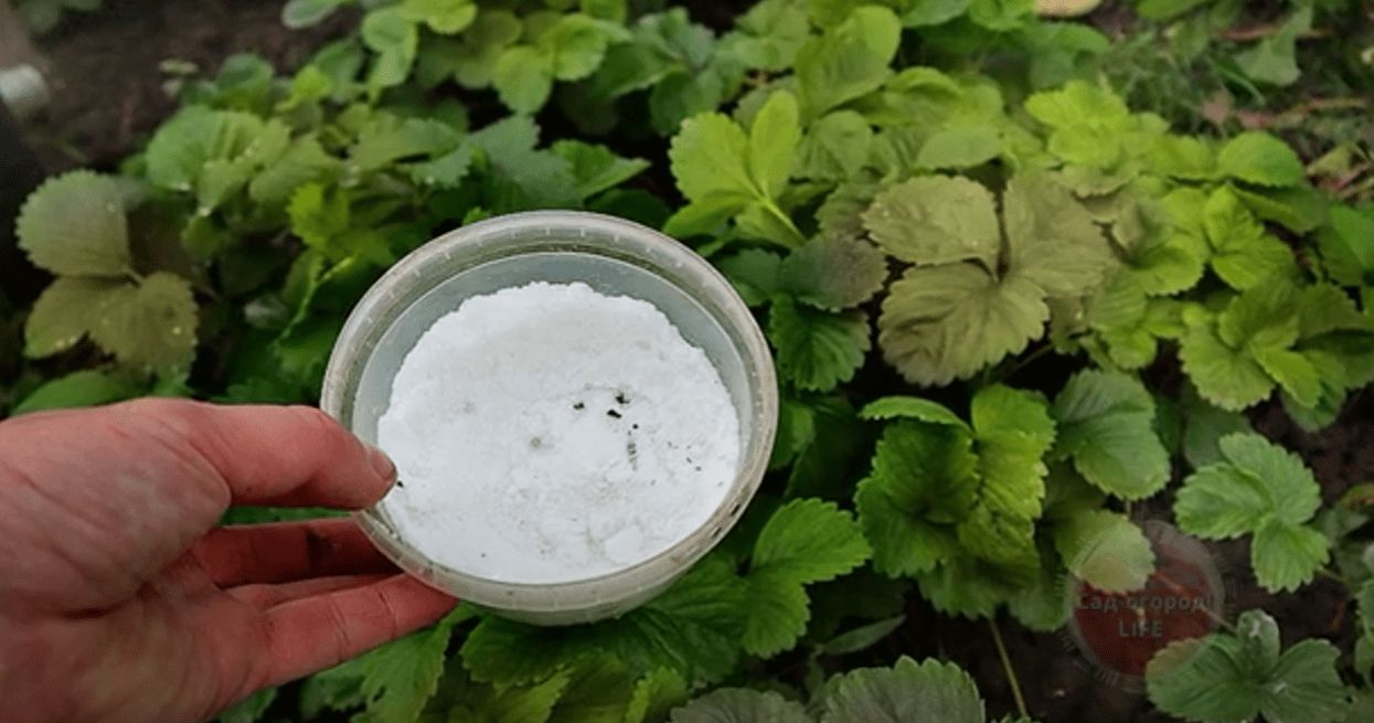 Садівники знайшли дешеве осіннє добриво для полуниці, яке творить дива