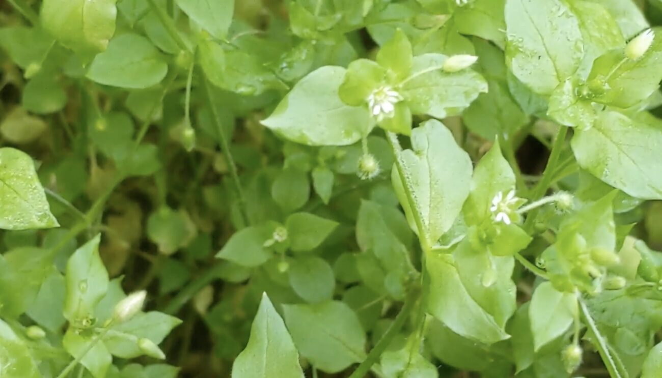 Садівники розповіли, як визначити потреби ґрунту по бурʼянах