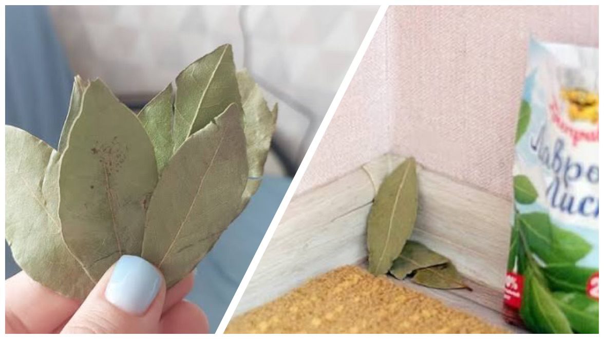 Городники розповіли, як віднадити гризунів з льоху