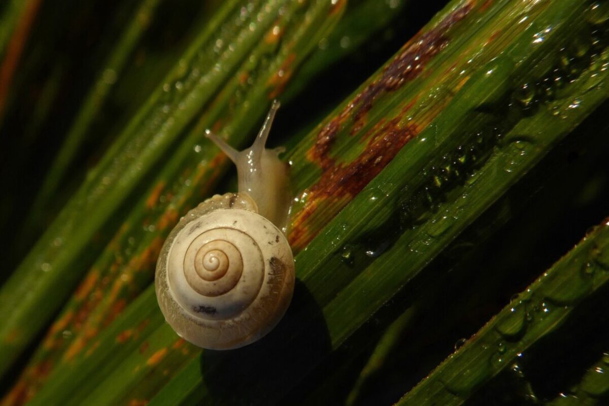 Городники розповіли, як позбутись слимаків і равликів з ділянки