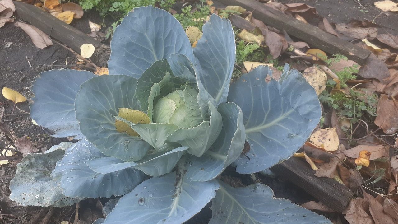 Городники розповіли, що робити, якщо у жовтні капуста досі не закрутила качан Городники розповіли, що робити, якщо у жовтні капуста досі не закрутила качан