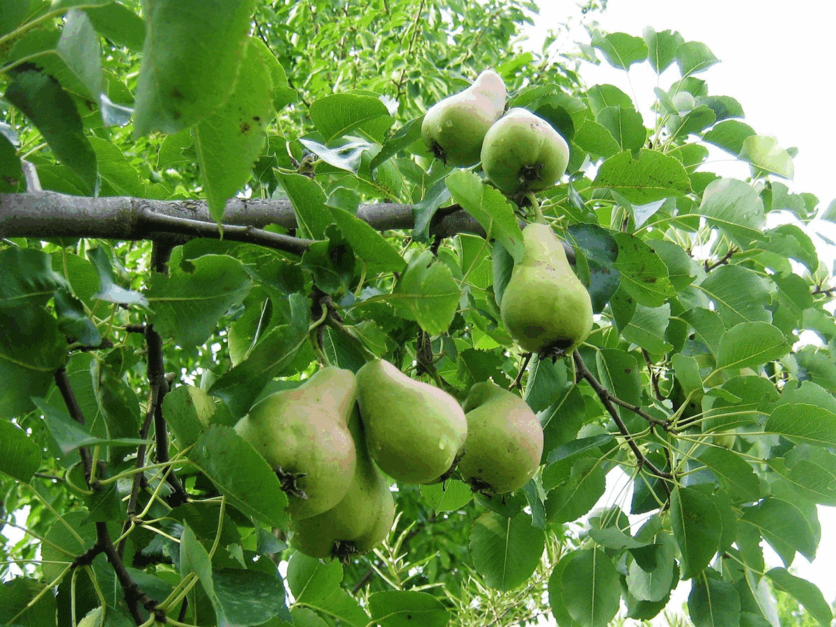 Садівники розповіли, як правильно обрізати грушу восени для кращої і смачнішої врожайності