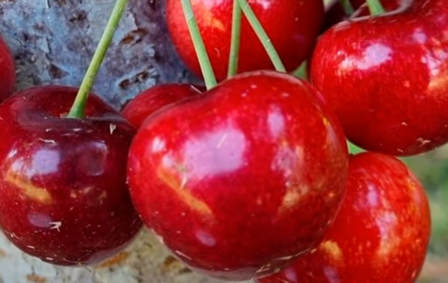 На що можна прищепити черешню, щоб отримати різні сорти