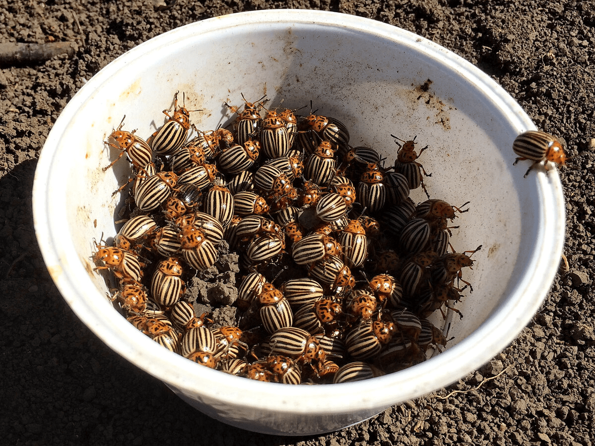 Городники розповіли, чим восени обробити грядки від шкідників 
