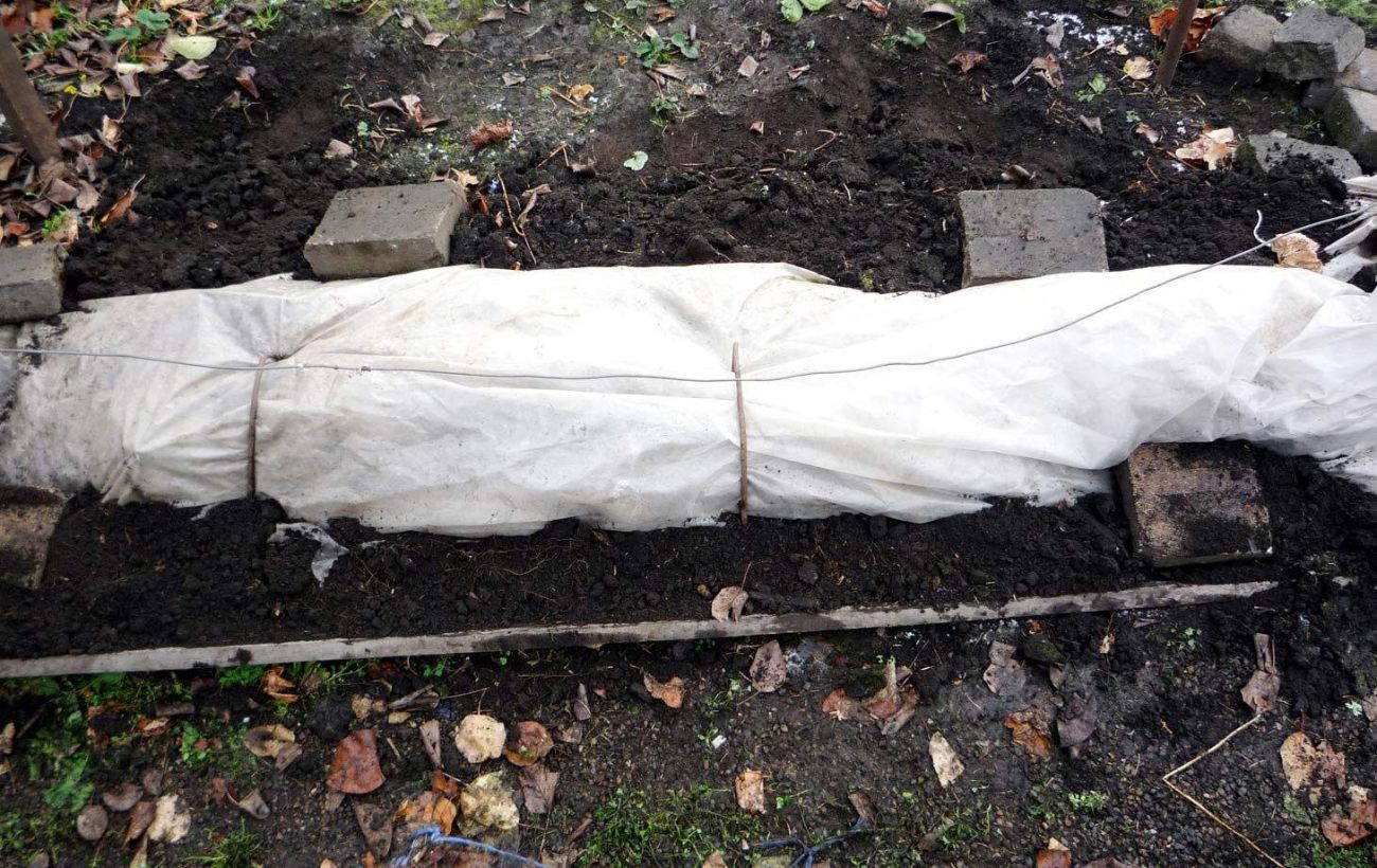 Експерти розповіли про найчастіші осінні помилки городників  