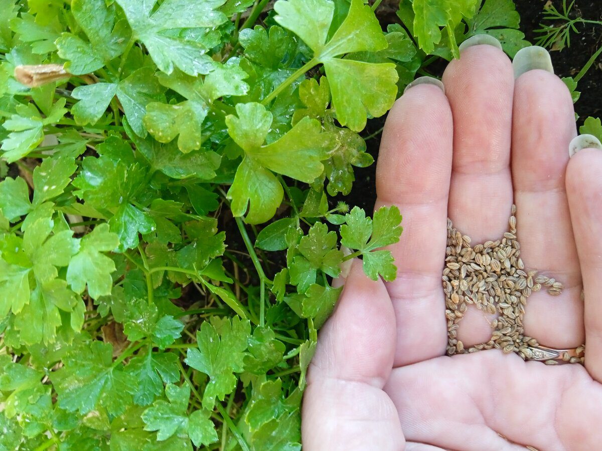 Городники поділилися секретами посадки петрушки під зиму Городники поділилися секретами посадки петрушки під зиму