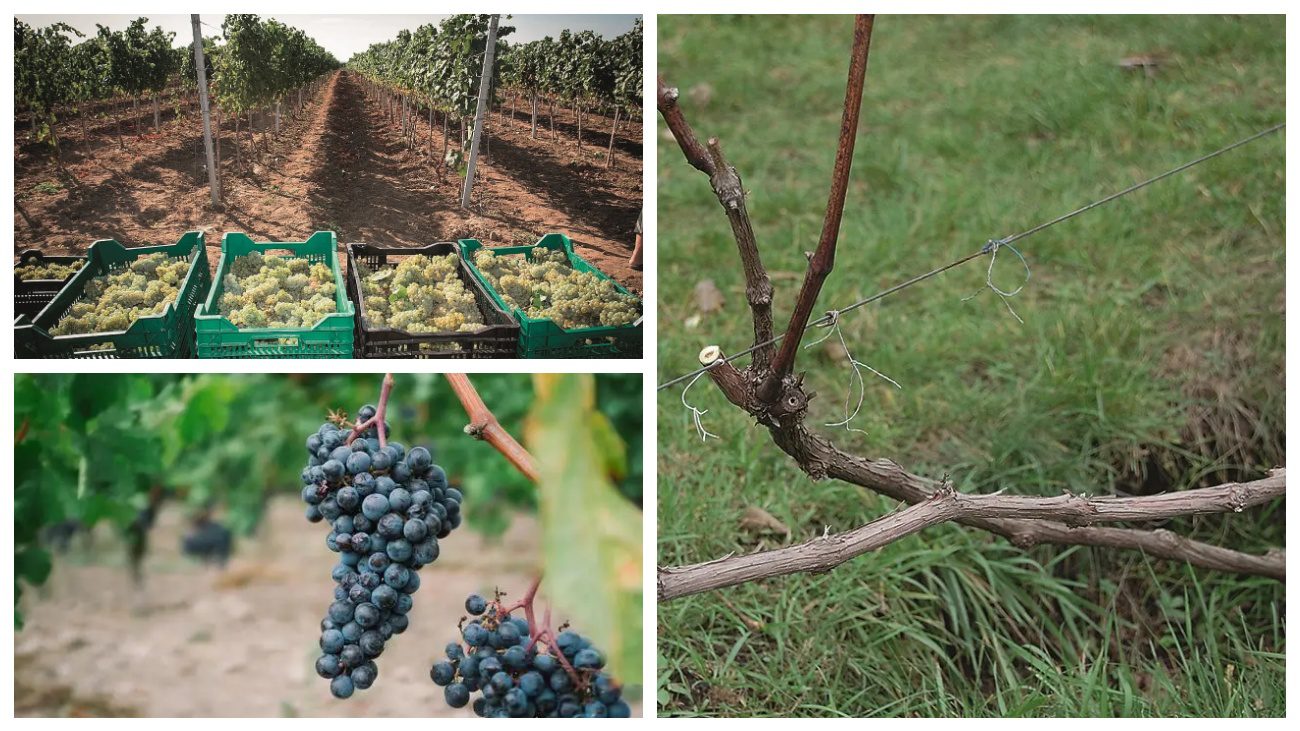 Садівники розповіли, які сорти винограду на зиму не потребують укриття