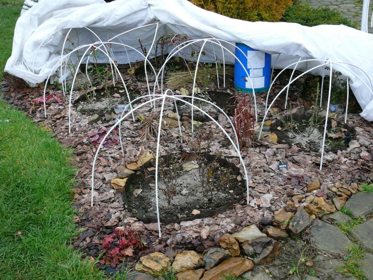 Експерти пояснили, як найкраще укривати троянди на зиму, аби навесні рослина порадувала