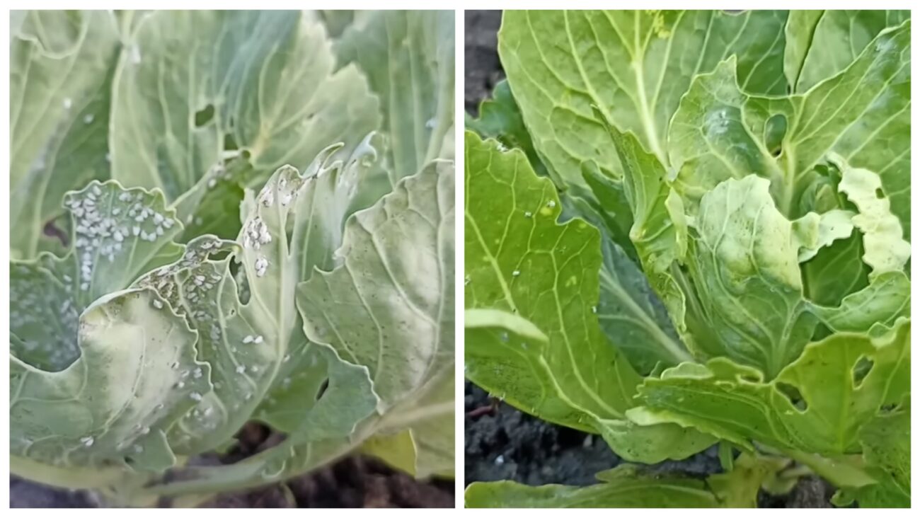 Городники розповіли, як провести осінню обробку городу від білокрилки 