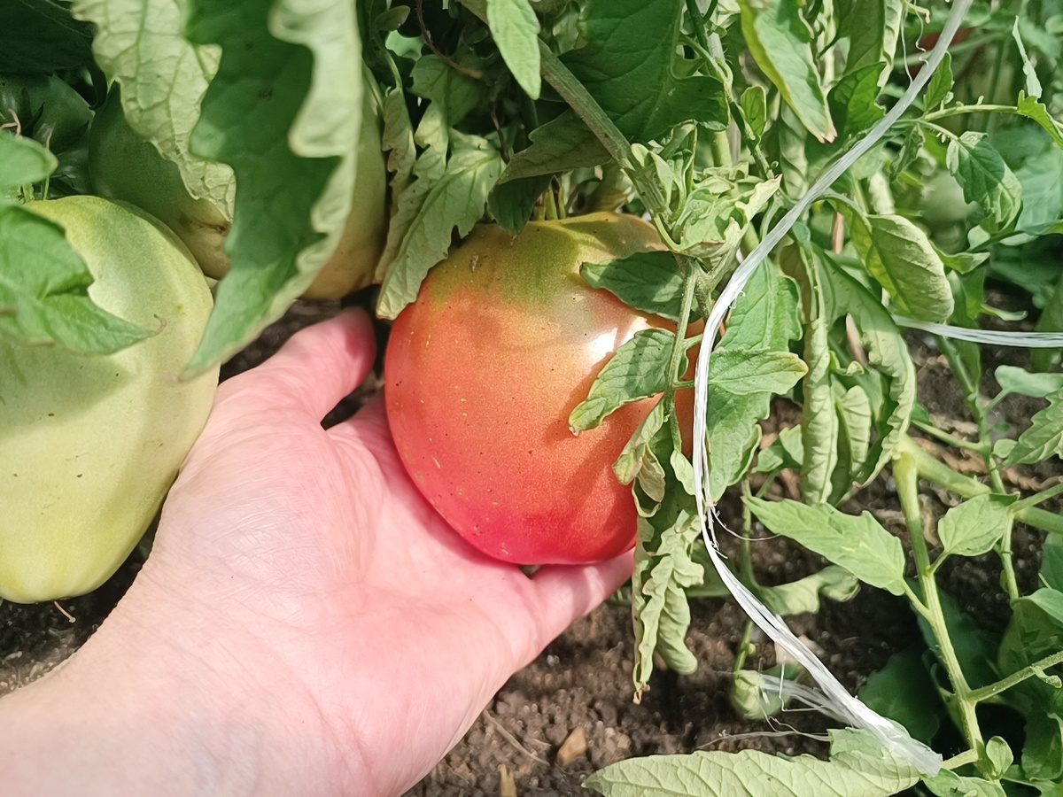 Городники розповіли, які два сорти томатів найстійкіші і найродючіші 